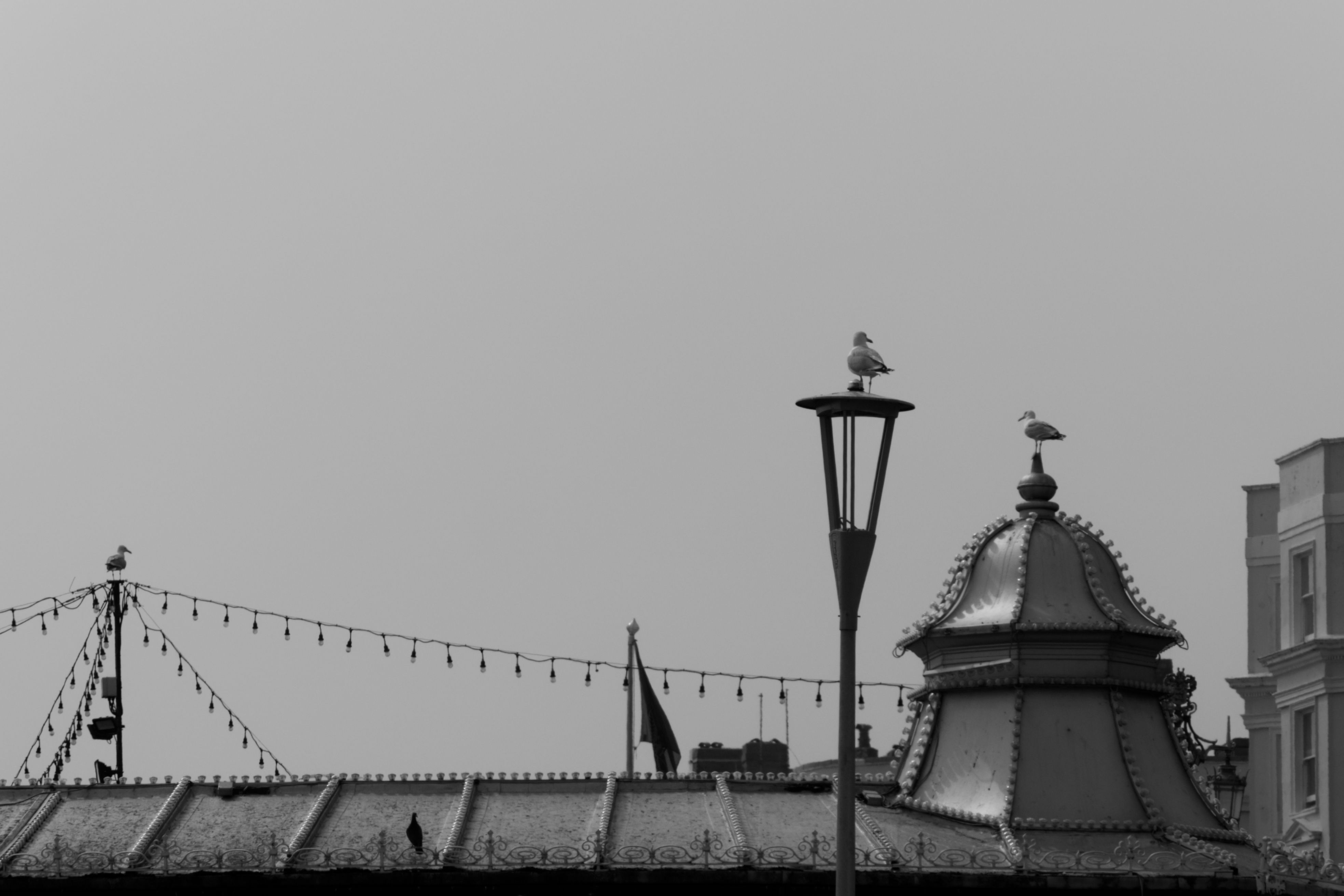 Seagulls, Brighton Pier