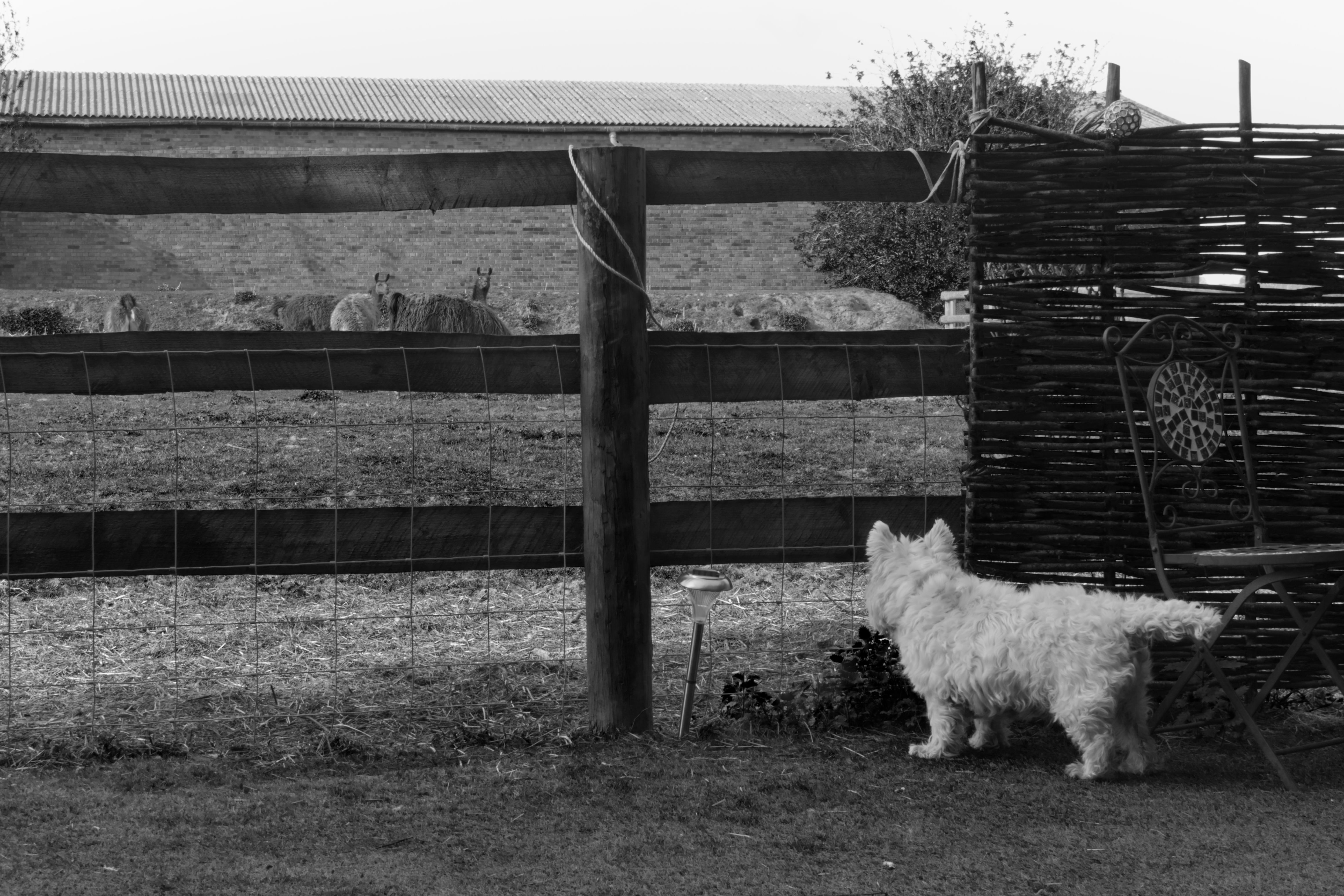 Through the Fence, Wisbech